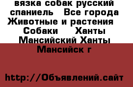 вязка собак русский спаниель - Все города Животные и растения » Собаки   . Ханты-Мансийский,Ханты-Мансийск г.